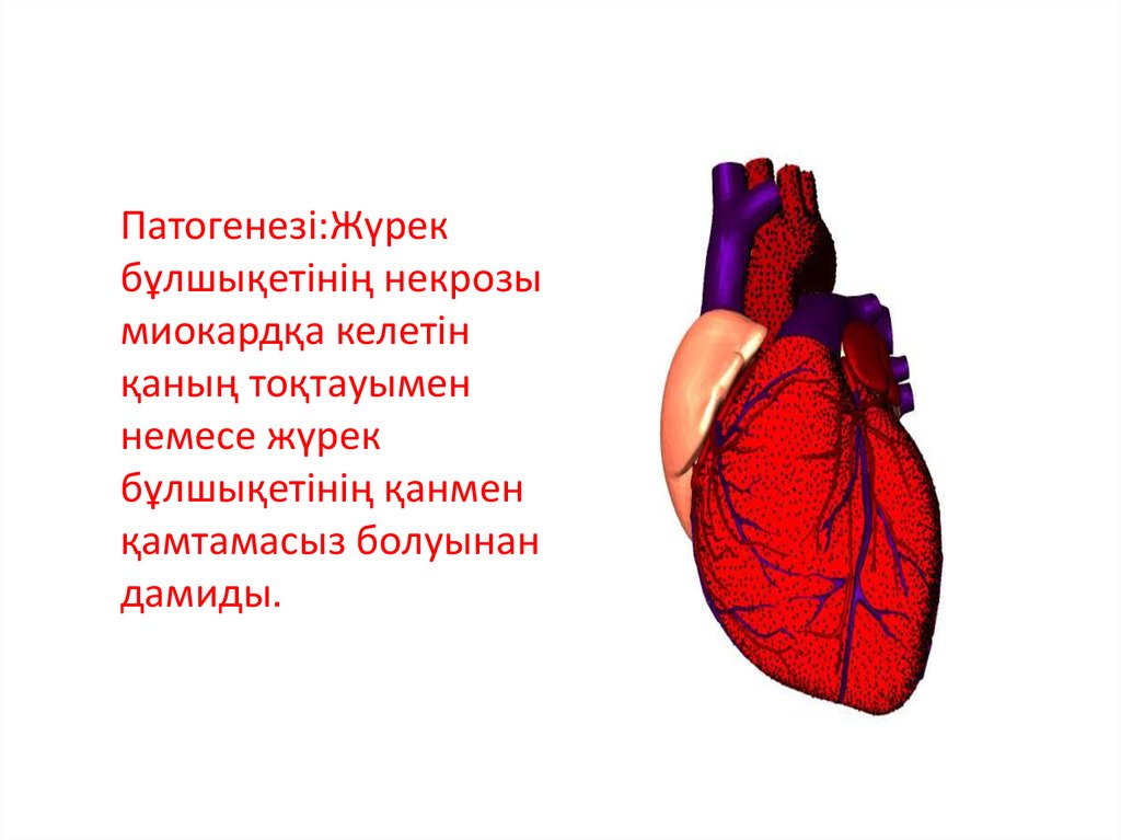 Жүрек құрылысы презентация