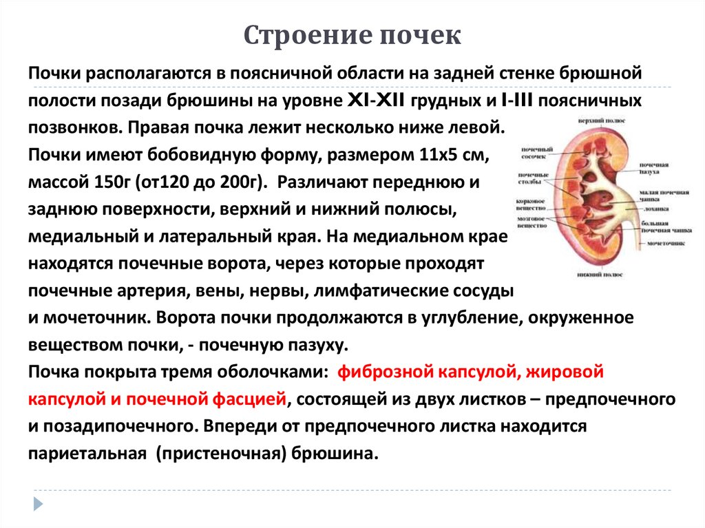 Строение почек вывод