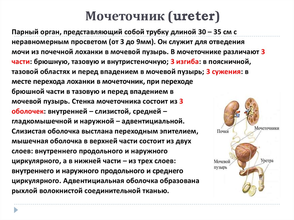 Как проходит мочеточник