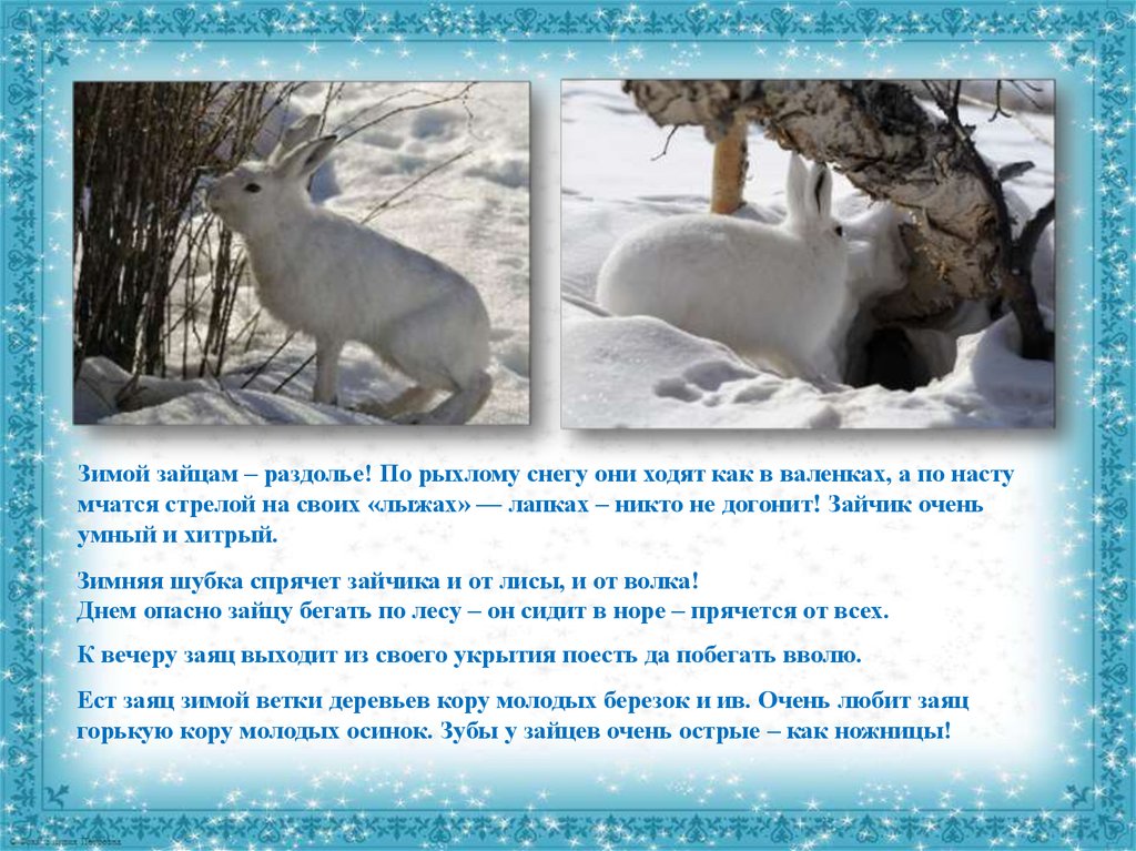 Изменения животных зимой 5 класс биология. Как зимуют животные. Зимующие звери. Доклад о животных зимой. Животные зимой презентация.