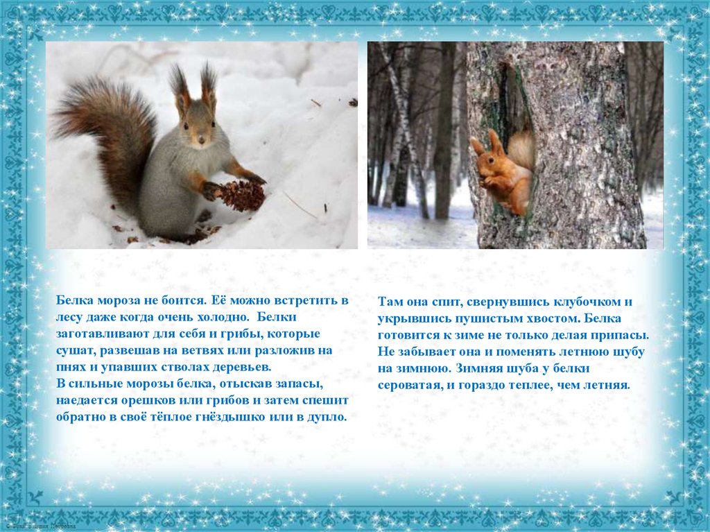Текст 1 лес готовится к зиме. Зимующие звери. Как зимуют животные. Животные зимой для детей. Зимующие животные для детей.