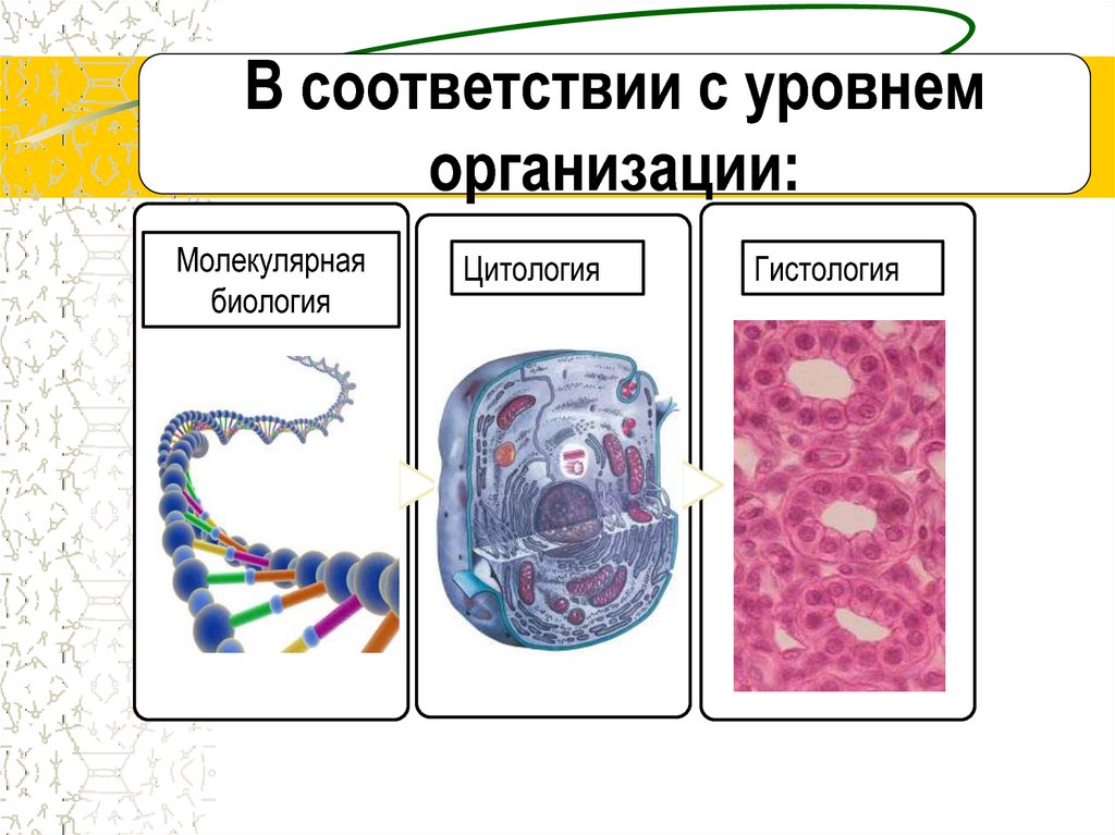 План изучения биологии