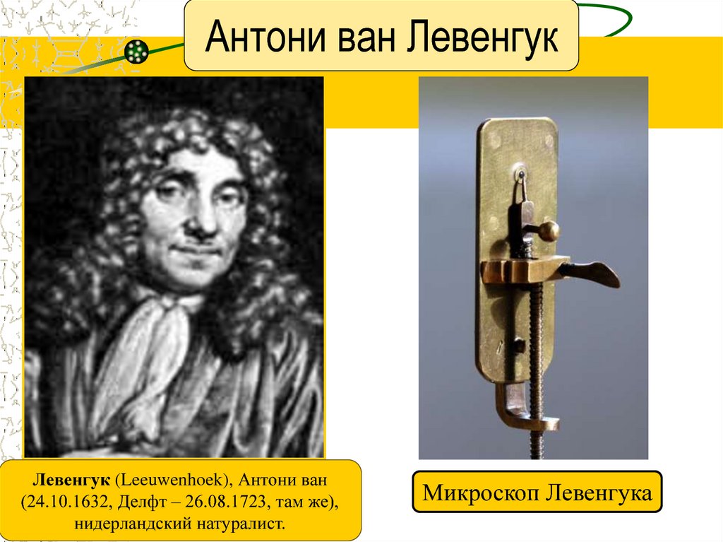 Антони ван. Антони Ван Левенгук. Антуан Левенгук микроскоп. Антони Ван Левенгук Карл Линней. Антоний Ван Левенгук его микроскоп.