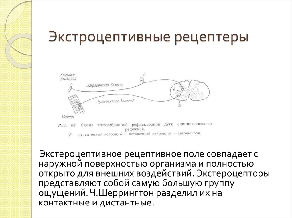 Схема трехнейронной рефлекторной дуги