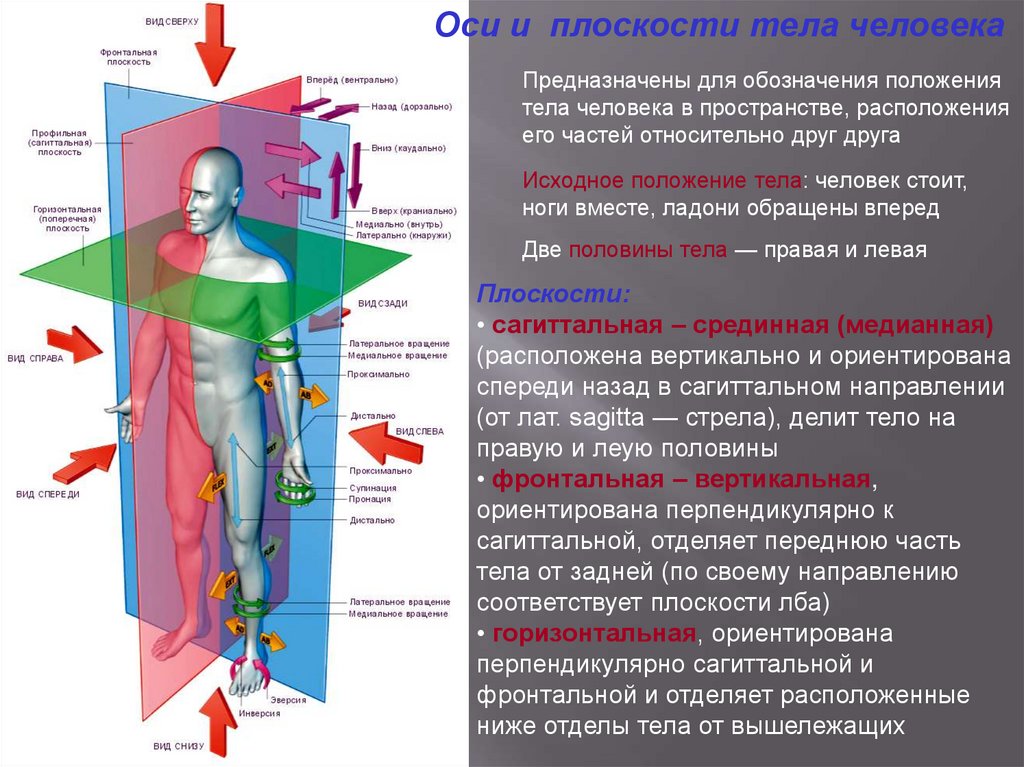 Положение тела человека. Оси и плоскости тела. Фронтальная плоскость на теле человека. Части тела плоскости и оси. Анатомия плоскости и направления в теле человека.