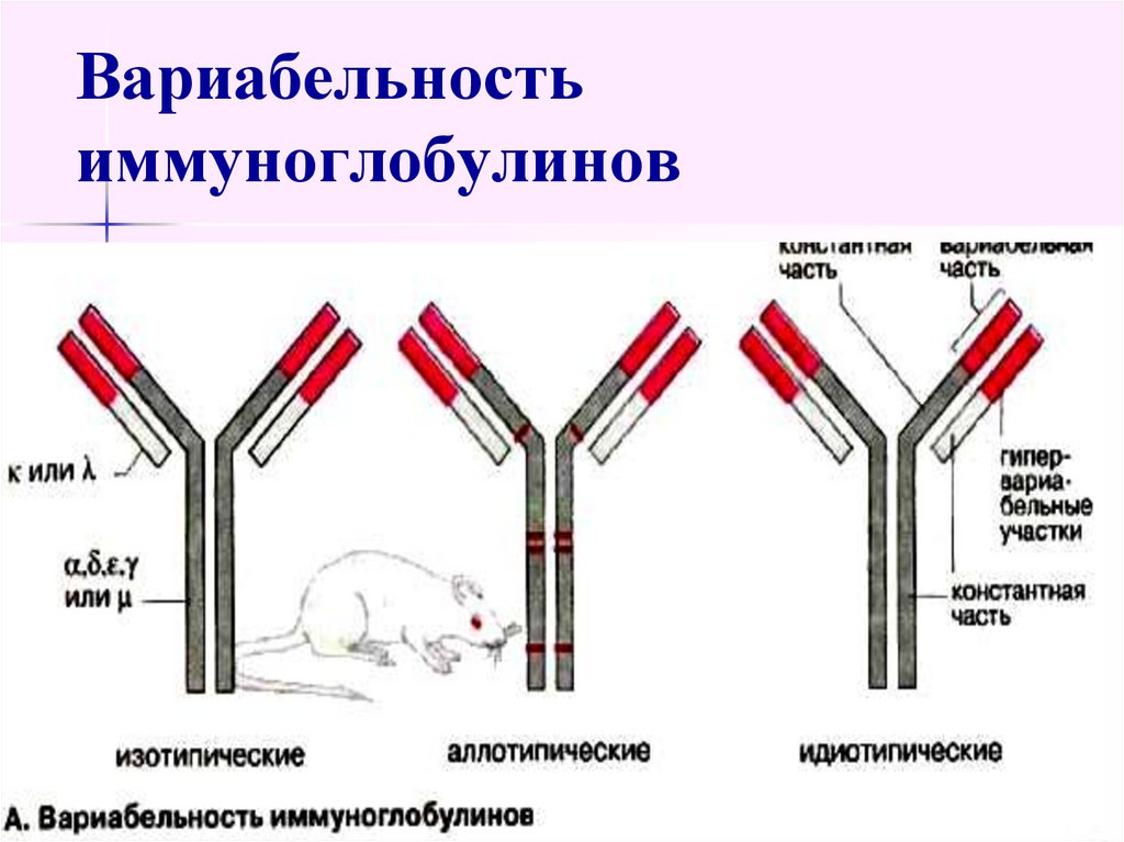 Почему повышен иммуноглобулин. Схема строения секреторного иммуноглобулина а. Глобулярный белок иммуноглобулин. Вариабельность иммуноглобулинов. Иммуноглобулин схема.