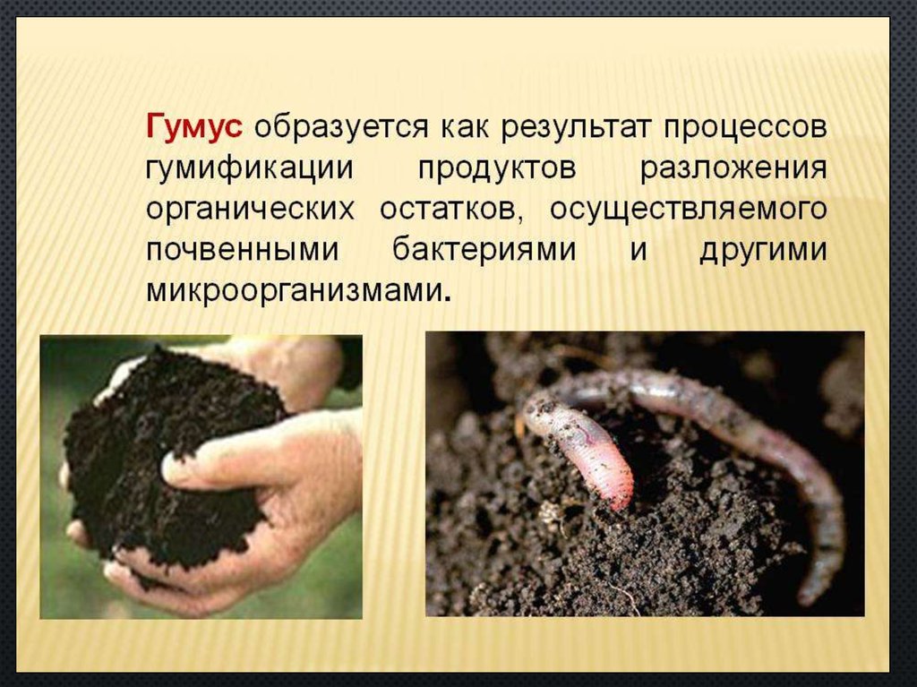 Продукт разложения живых организмов. Гумус почвы. Перегной в почве. Гумус образуется. Гумусовые вещества в почве.