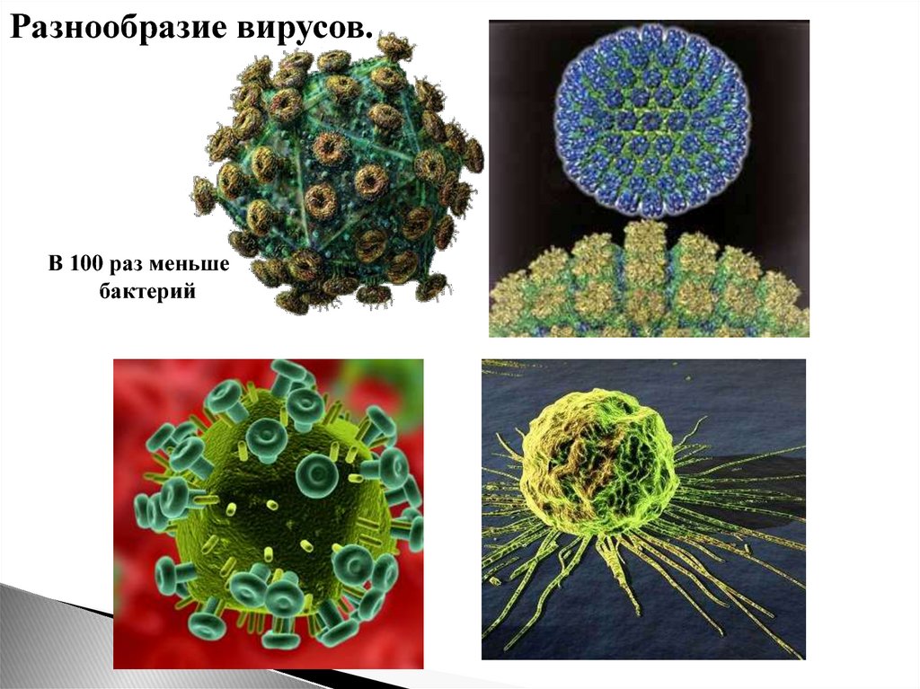 Вирусы названия 5 класс. Многообразие вирусов. Формы вирусов. Разнообразие форм вирусов. Многообразие строения вирусов.
