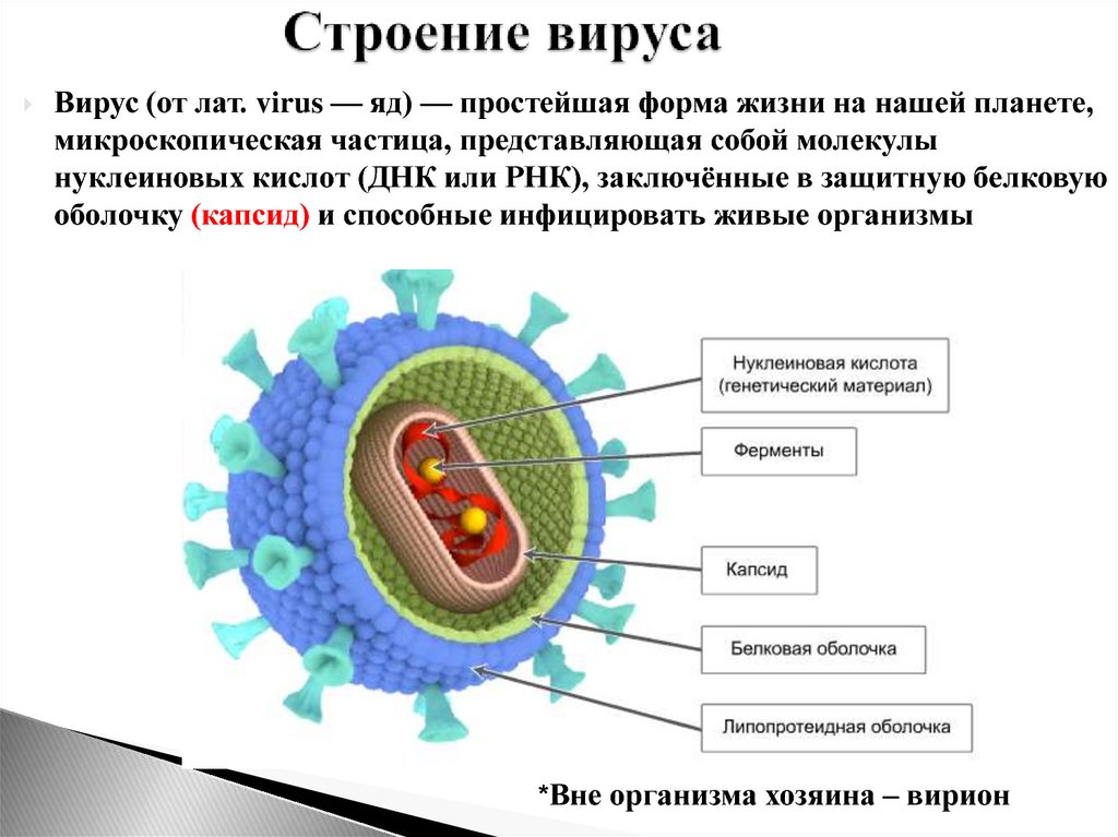 Образец т вируса