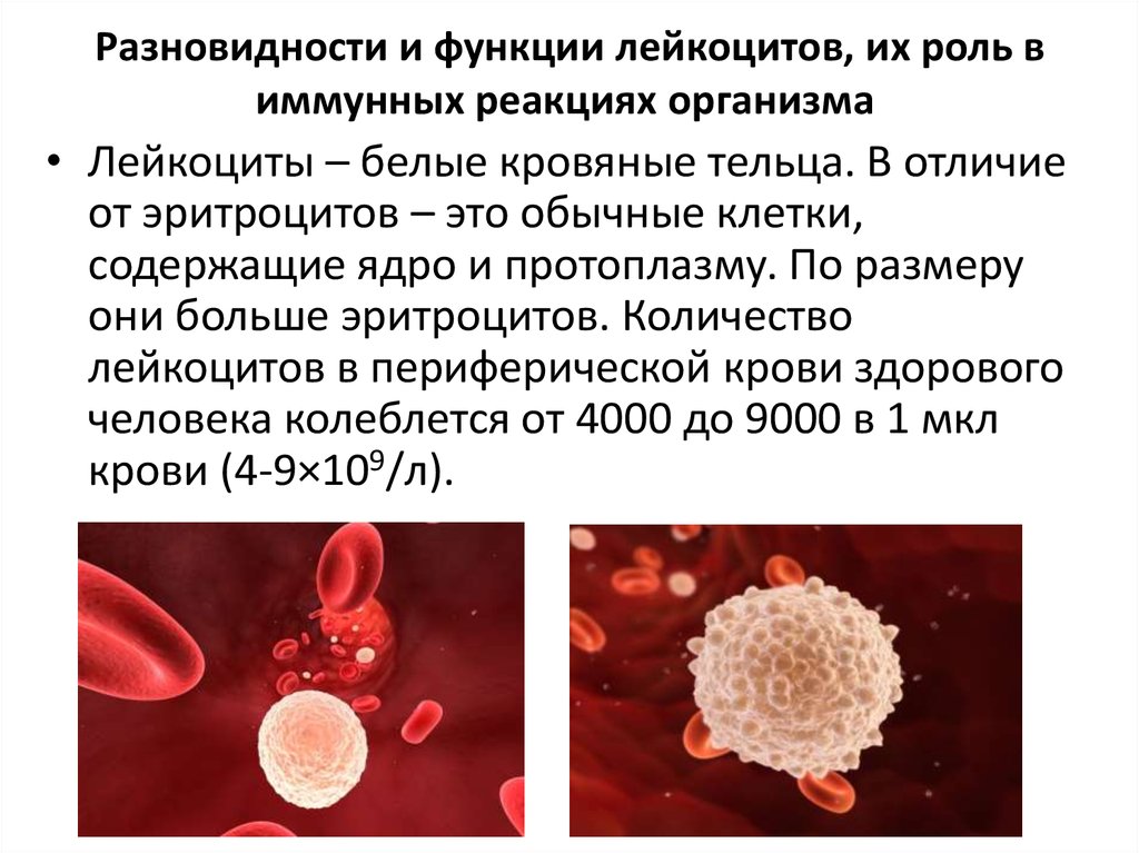 Реактивные изменения лейкоцитов. Функции клеток крови лейкоцитов. Роль лейкоцитов в иммунитете. Кровяные клетки лейкоциты. Лейкоциты это белые кровяные клетки.