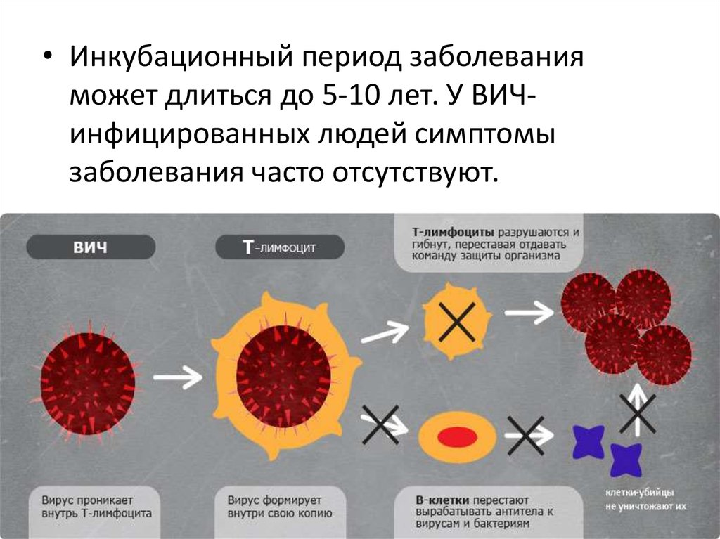 Получил заболевание на сво. СПИД инкубационный период. Периоды ВИЧ. ВИЧ периоды заболевания. Какие инфекции могут быть в крови человека.