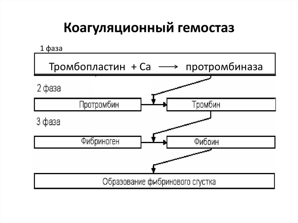 Коагуляционный гемостаз. Схема коагуляционного гемостаза физиология. Этапы коагуляционного гемостаза схема. Упрощенная схема свертывания крови коагуляционный гемостаз. Фазы коагуляционного гемостаза схема.