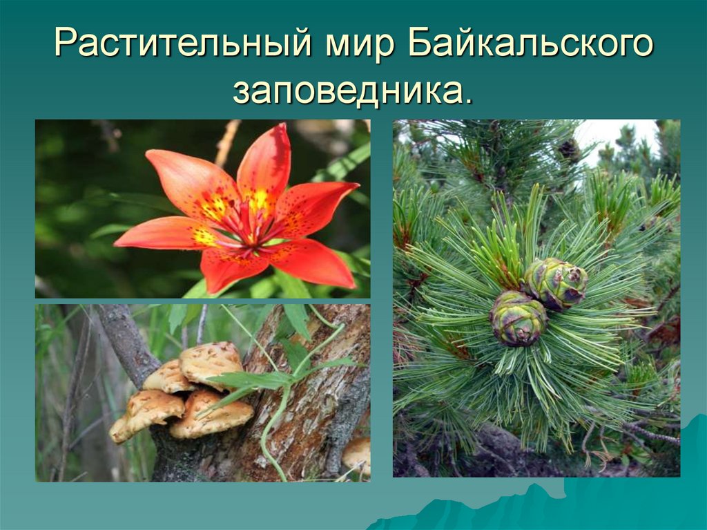 Растительный мир Байкальского заповедника.