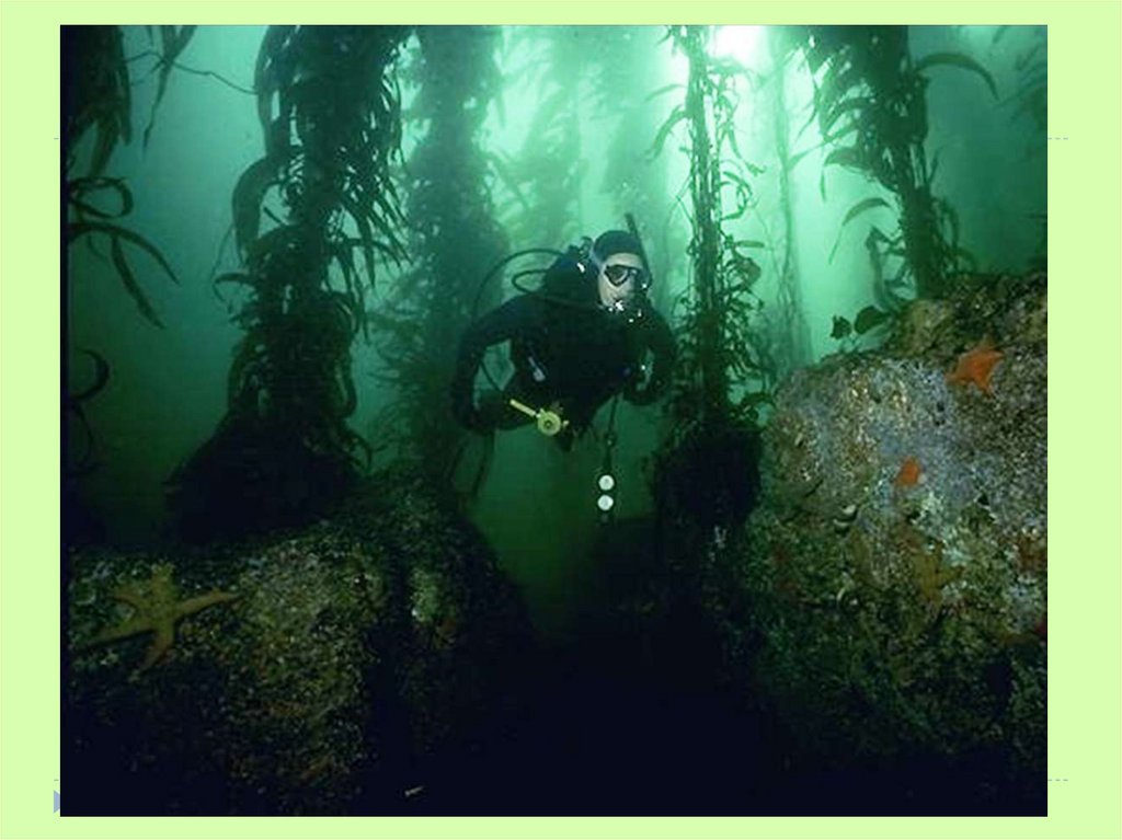 Фукус среда обитания водная. Подводный мир водоросли. Сапанджа подводный лес. Подводный мир водоросли черно белый.