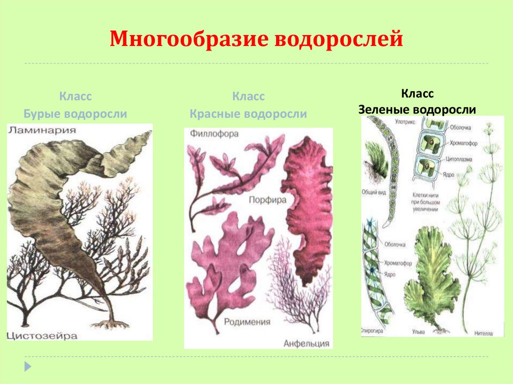 Три примера группы растений водоросли. Подцарство багрянки. Отделы водорослей 5 класс биология. Бурую, красную, многоклеточную зеленую водоросли. 1 Многоклеточные зеленые бурые красные водоросли.
