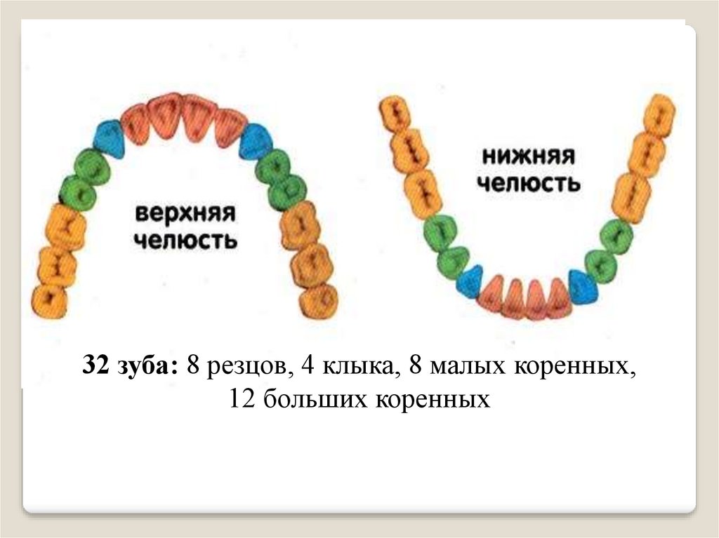 32 зуба. Прорезывание молочных зубов начинается с. Прорезывание мощных зубов начинается с. Прорезывание всех молочных зубов заканчивается. Прорезывание молочных зубов завершается:.