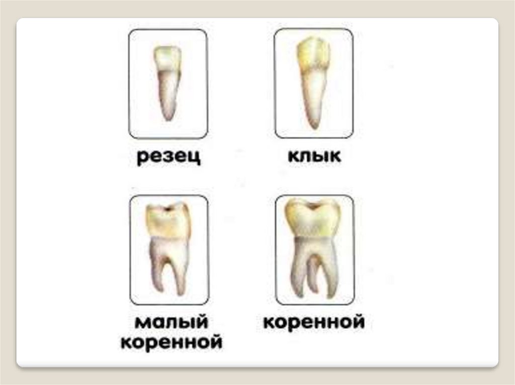 Резцов зубы. Зубы человека резцы клыки коренные. Зубы резец клык коренной малый большой коренной. Зубы резцы клыки малые коренные большие коренные. Резцы форма зуба.