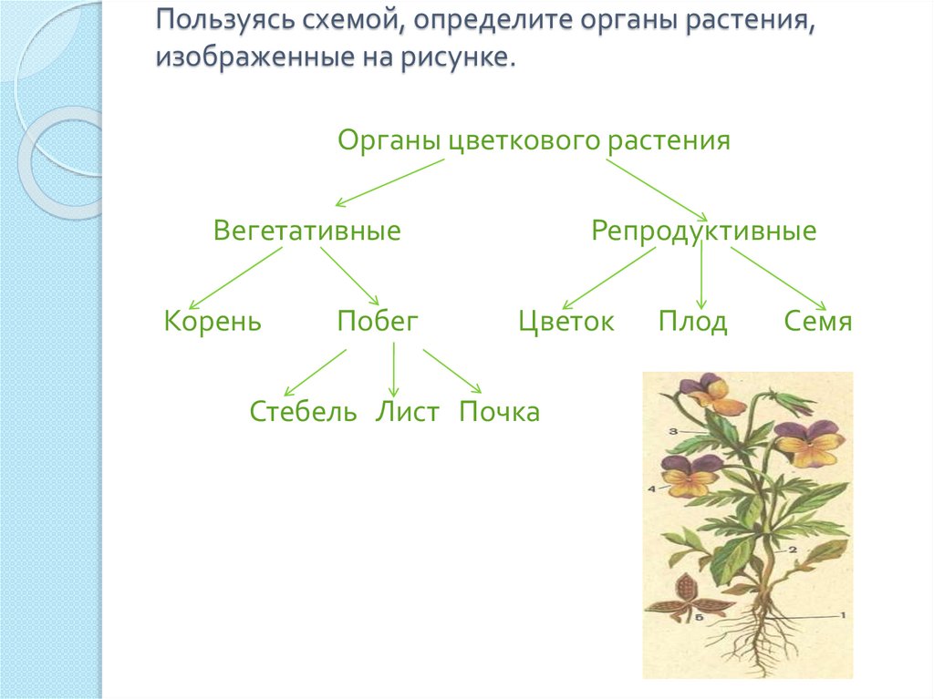 Установите соответствие вегетативные органы генеративные органы. Схема строения органов цветкового растения. Вегетативные органы растений схема.