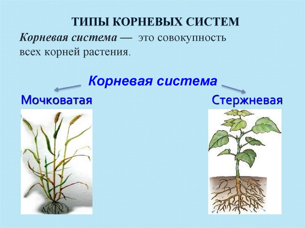 Гербарий типы корневых систем. Функции корня растений.