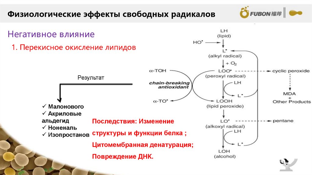 Окисление липидов и углеводов. Стадии свободно радикального окисления липидов биохимия. Перекисное окисление липидов схема. Механизм образования свободных радикалов.