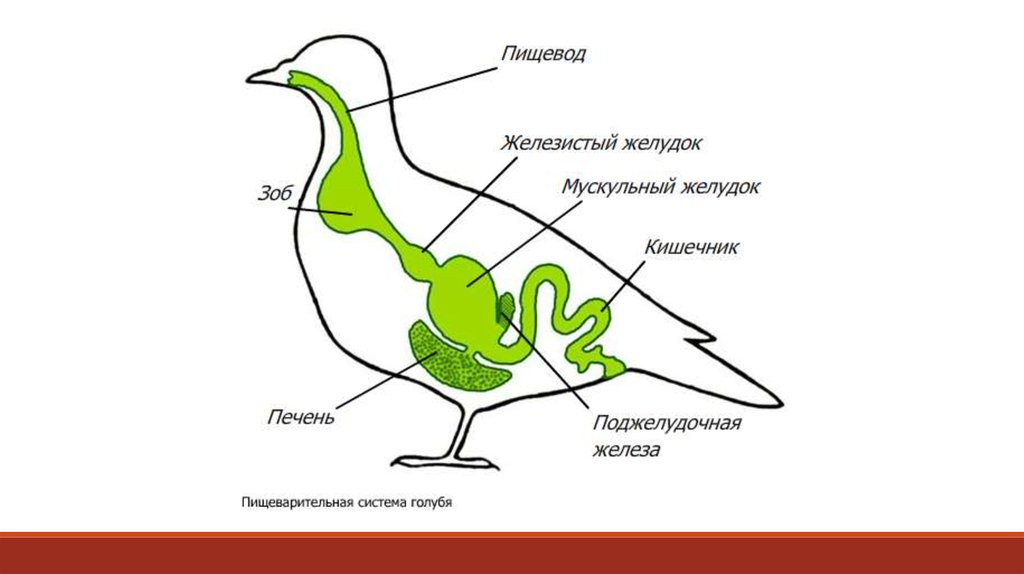 Особенности внутреннего строения птиц. Таблицы и рисунки - online .