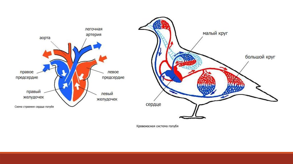 Органы кровообращения у птиц. Схема строения кровеносной системы птиц.