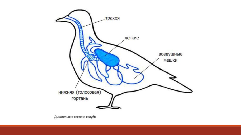Выберите особенности строения дыхательной системы птиц