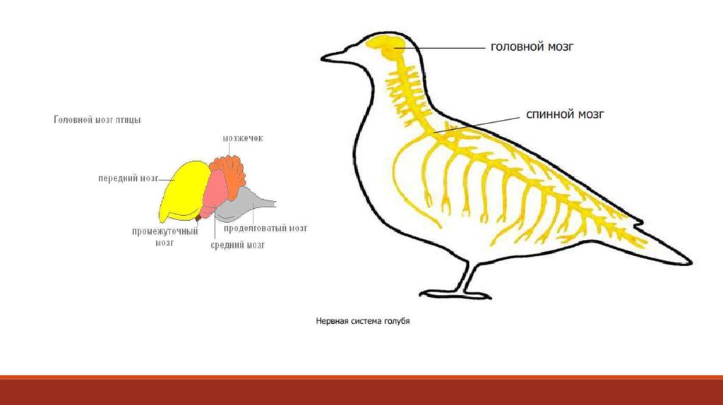 Средний мозг у птиц