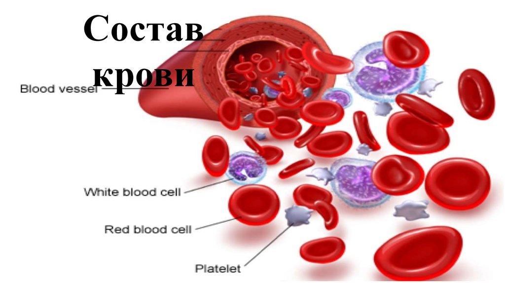 Состав крови картинка