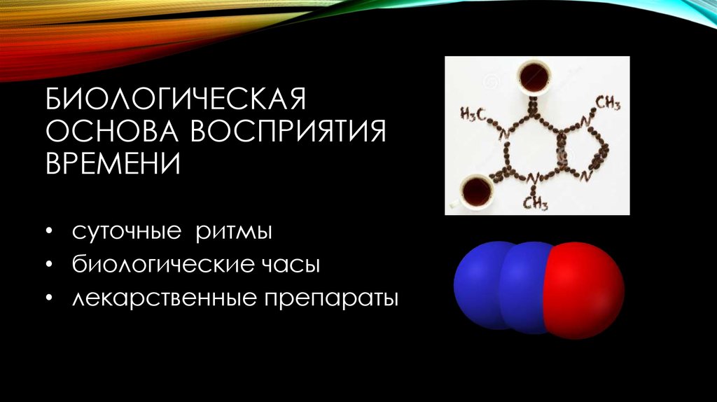 Биологическая основа человека. Биологическая основа восприятия времени. Основы восприятия. Восприятие пдф презентация.