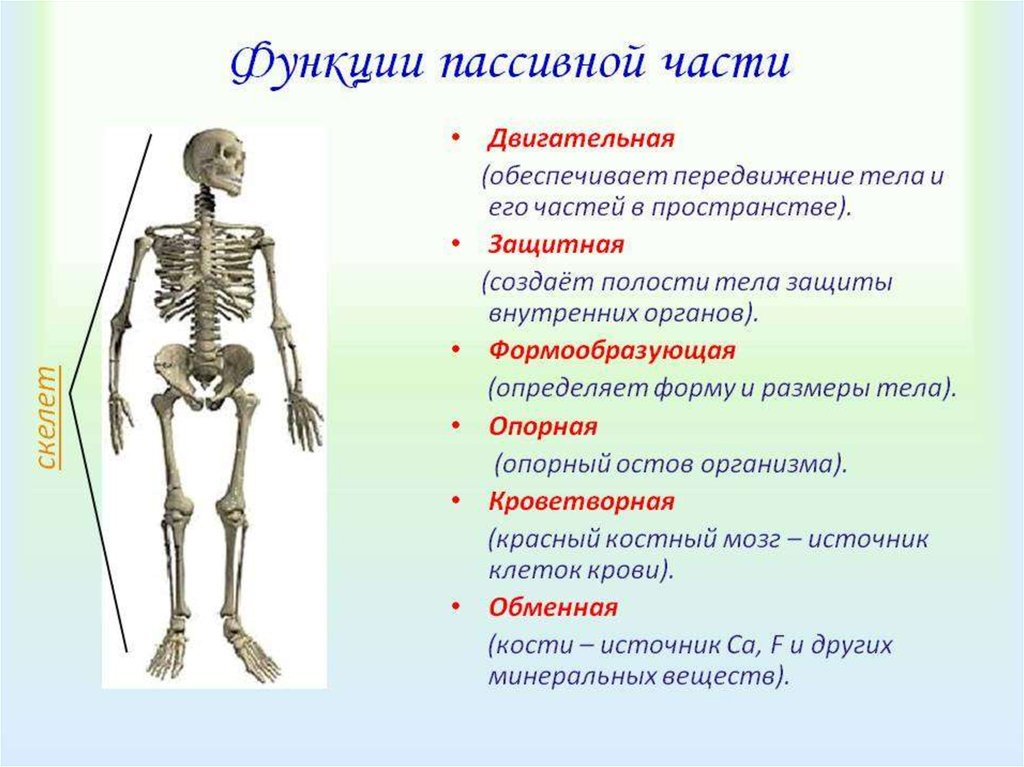 Проект по биологии 8 класс опорно двигательная система