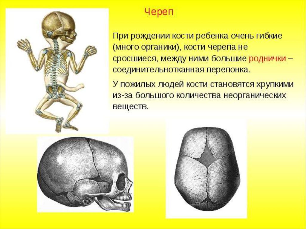 Соединение скелета головы