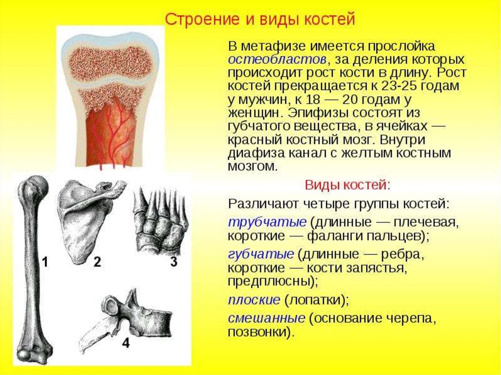 Рост губчатых костей. Тип соединения трубчатой кости. Строение и виды костей. Типы соединения трубчатых костей. Строение соединительных костей.