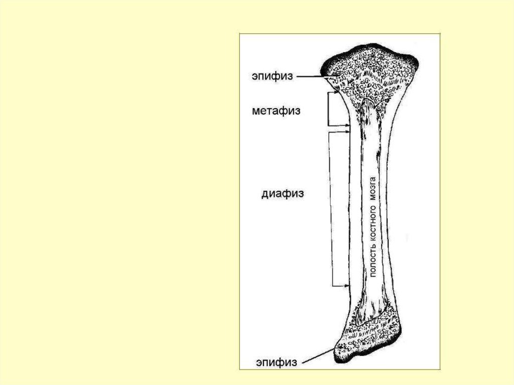 Диафиз кости это. Трубчатая кость эпифиз диафиз метафиз. Строение кости эпифиз метафиз диафиз. Трубчатая кость строение метафиз. Строение эпифиза трубчатой кости.