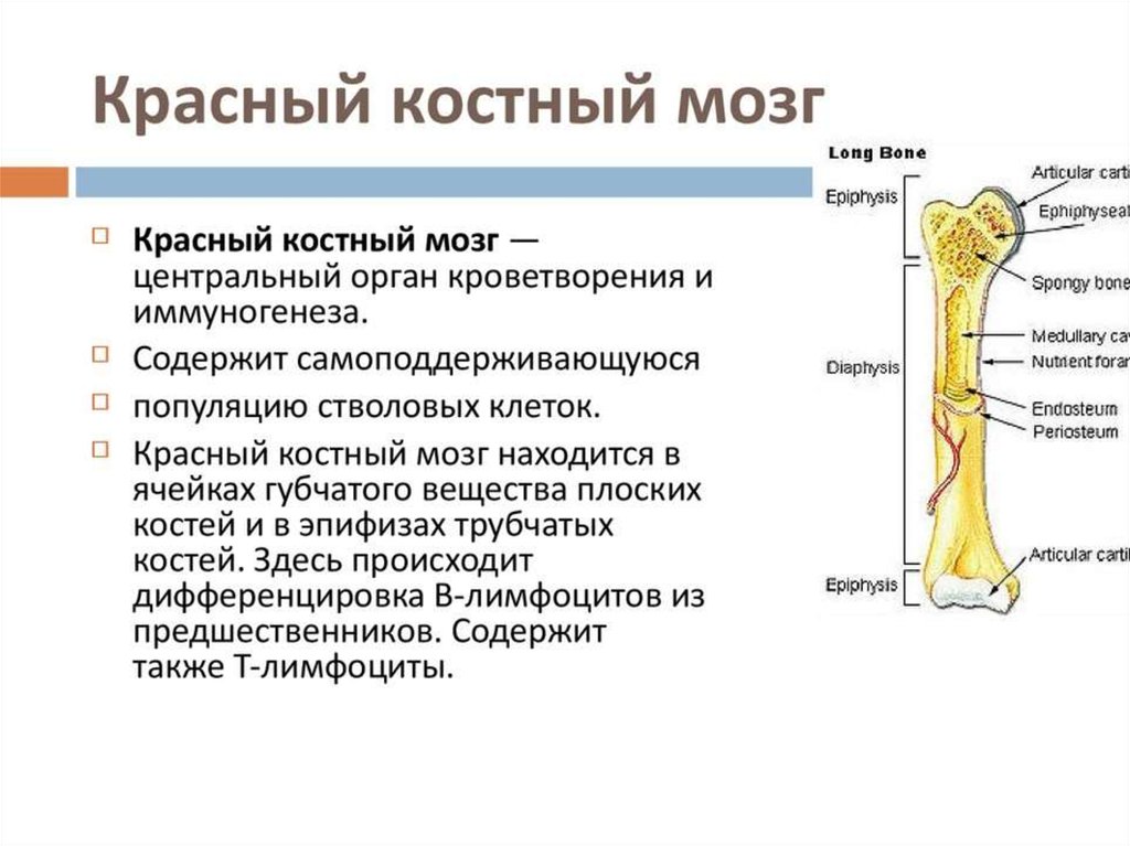 Кости содержат. Красный костный мозг расположение строение функции. Красный костный мозг структура функции. Трубчатая кость красный костный мозг. Функции красного и желтого костного мозга таблица.