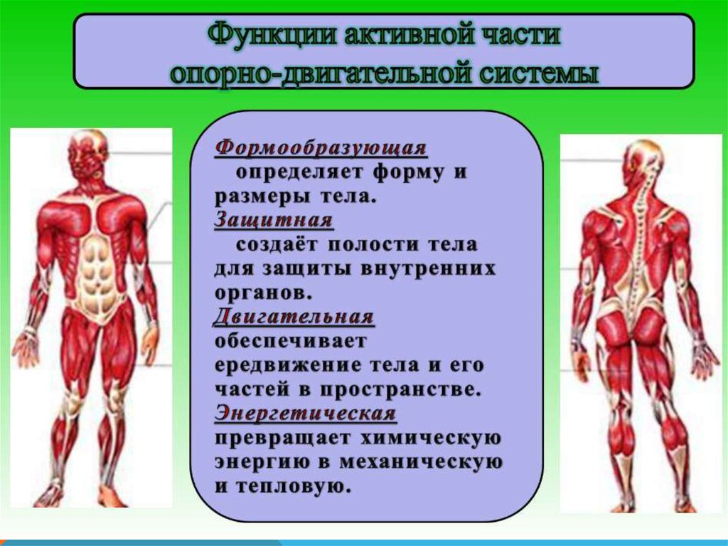 Внимательно рассмотри рисунок на котором изображена опорно двигательная система