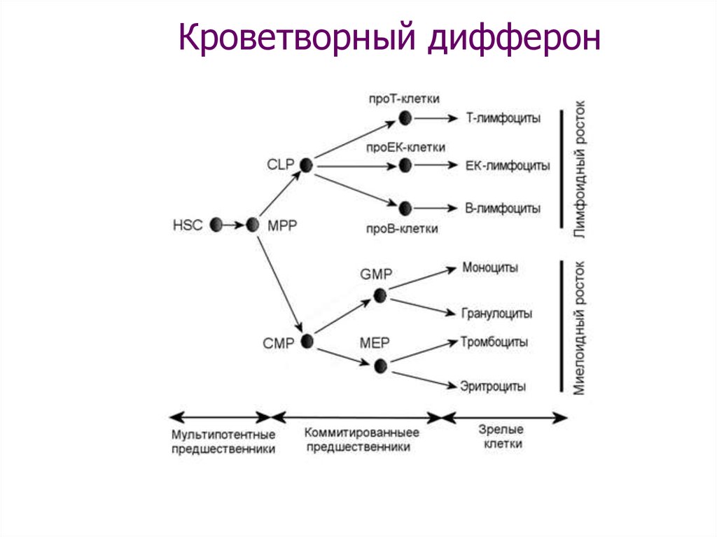 Кроветворный. Кроветворный дифферон. Дифферон привести пример. Дифферон плазмоцита. ГИСТИОГЕННЫЙ дифферон.