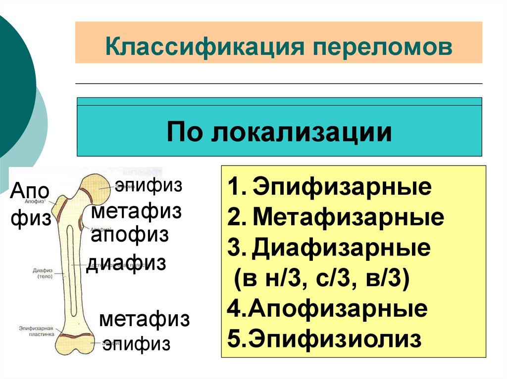 Заживление переломов презентация