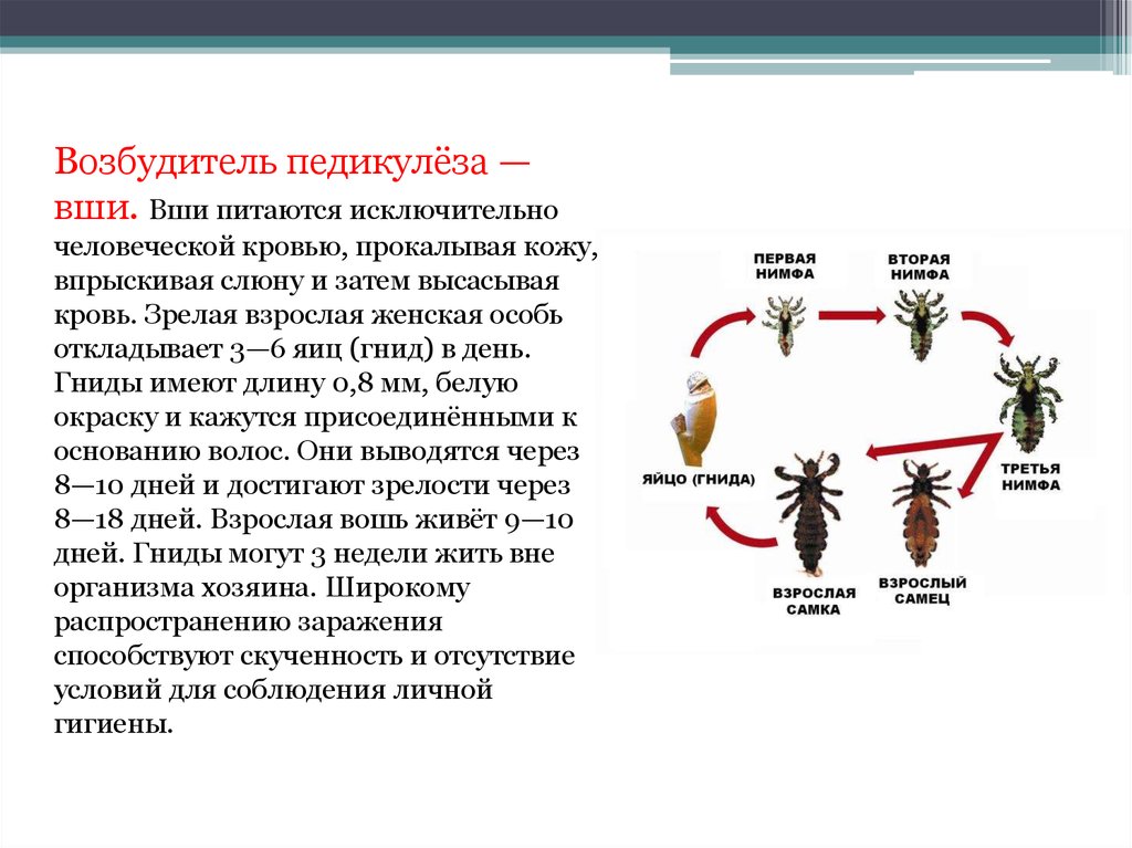 Презентация про педикулез