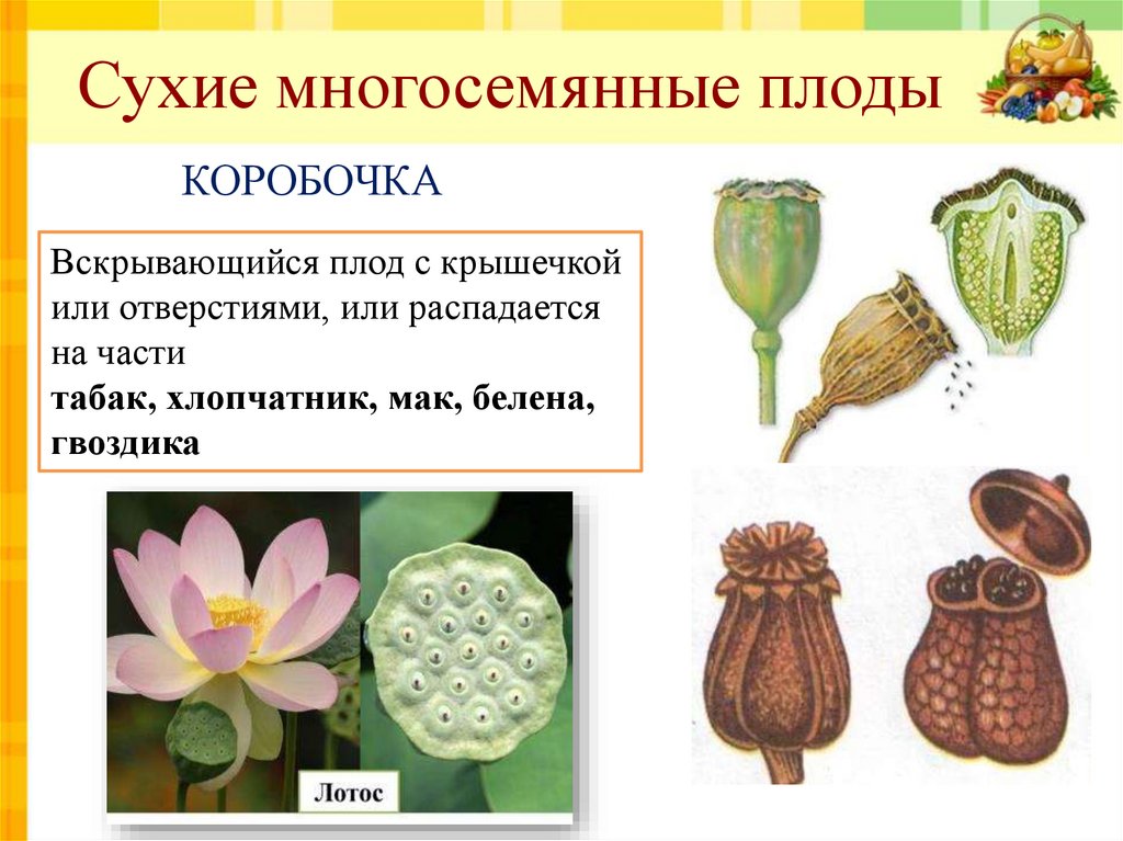 Есть цветки и плоды. Плод многосемянная коробочка. Сухие многосемянные плоды. Сухие многосемянные плоды коробочка. Многосемянной сухой плод коробка.