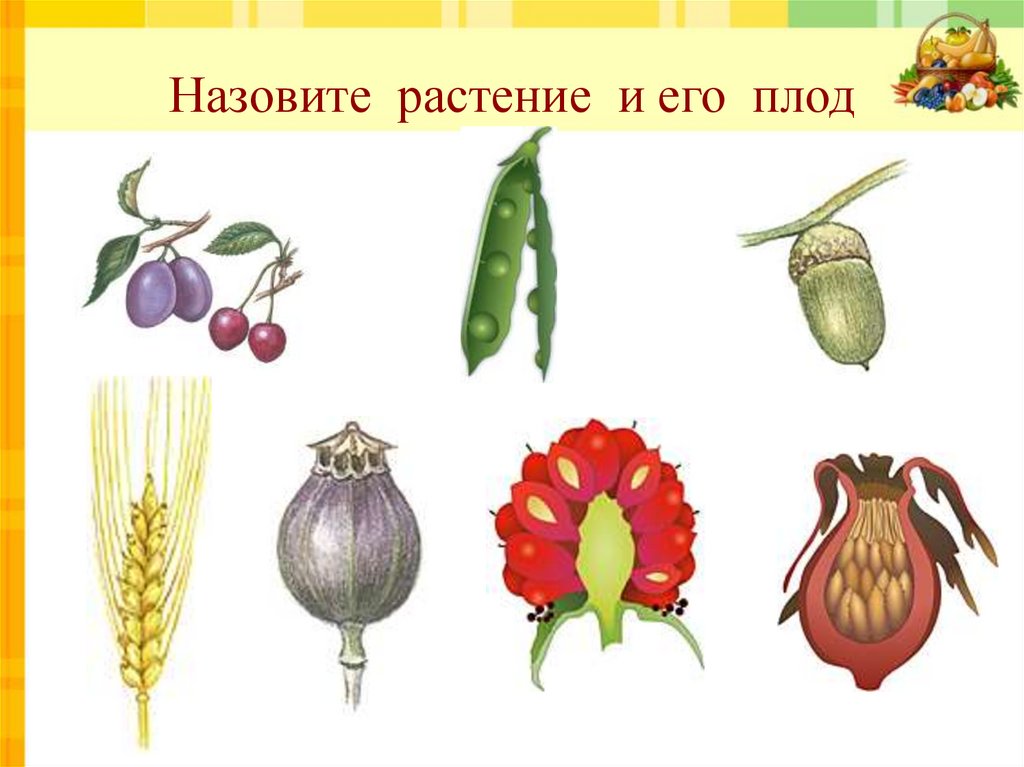 Что называют плодом. Плоды растений. Назовите растение и его плод. Называются плоды разных растений. Разнообразие плодов растений.