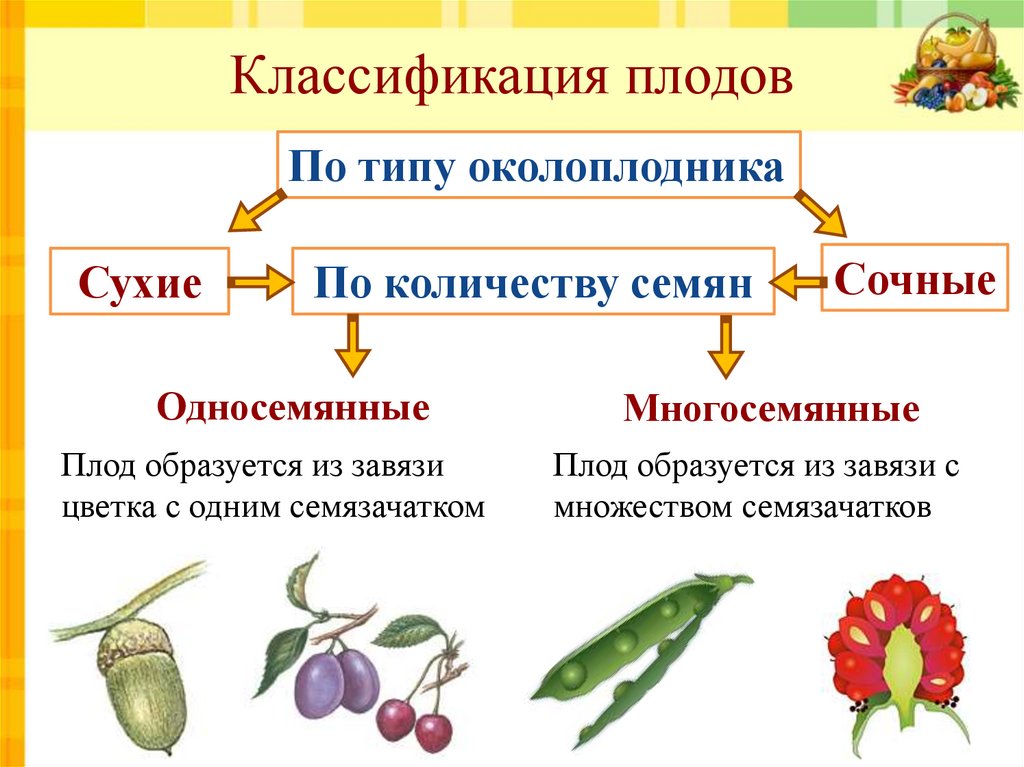 Основные группы плодов. Сухой многосемянной плод плоды. Классификация плодов многосемянные. Односемянные и многосемянные плоды. Односемянные сухие плоды классификация.