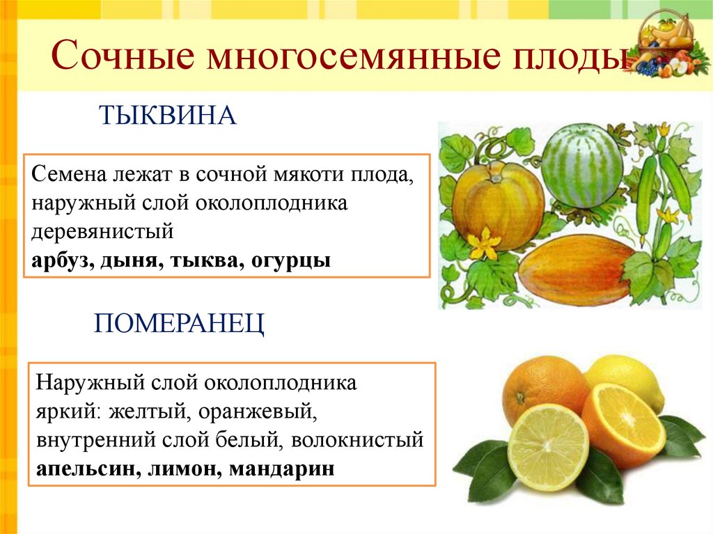 Какой из перечисленных плодов является многосеменным. Многосемянные сухие плоды померанец. Срчные много семчные плоды. Сочные многосесенные алоды. Много семенные сочные плоды.