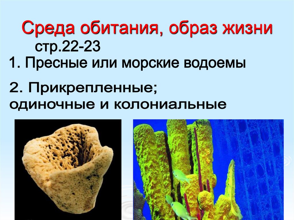 Среда обитания и образ. Образ жизни губок. Тип губки образ жизни. Пресноводная губка среда обитания. Среда обитания губок биология.