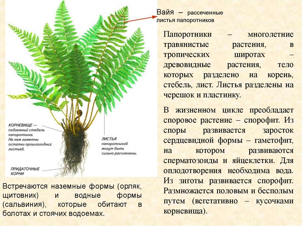 Описание папоротника. Папоротник орляк строение. Спорофит папоротника орляка. Папоротник орляк размножение. Орляк строение.