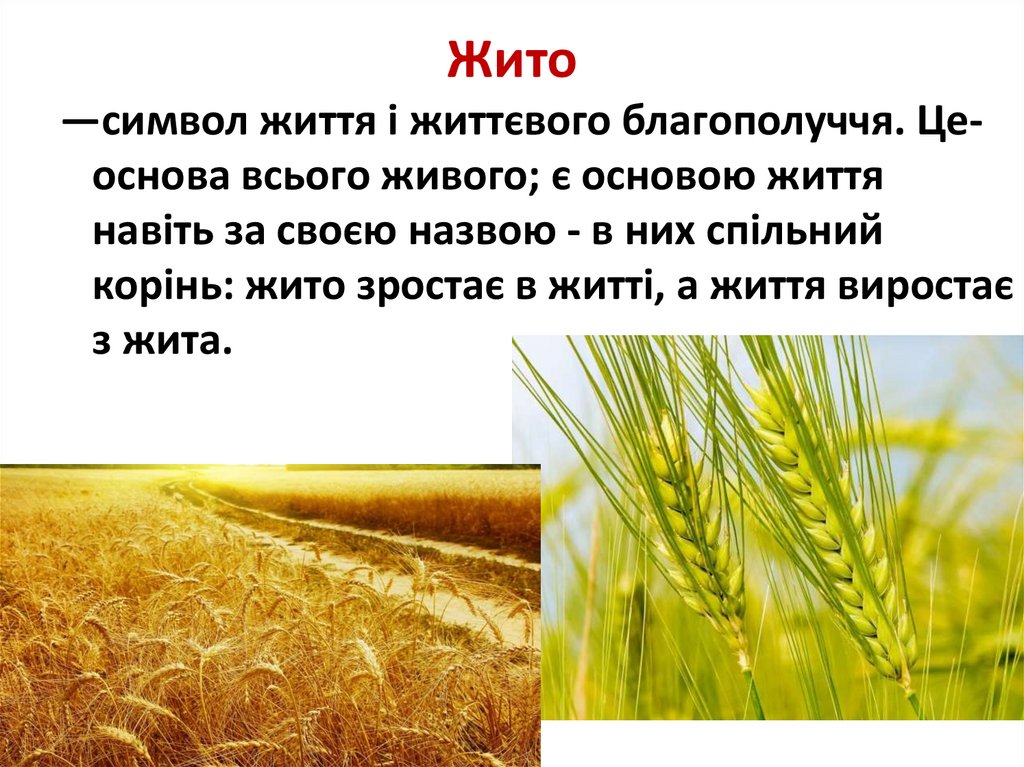 Сон жито. Жито символ. Что такое жито кратко. Что такое слово жито. Жито в истории.