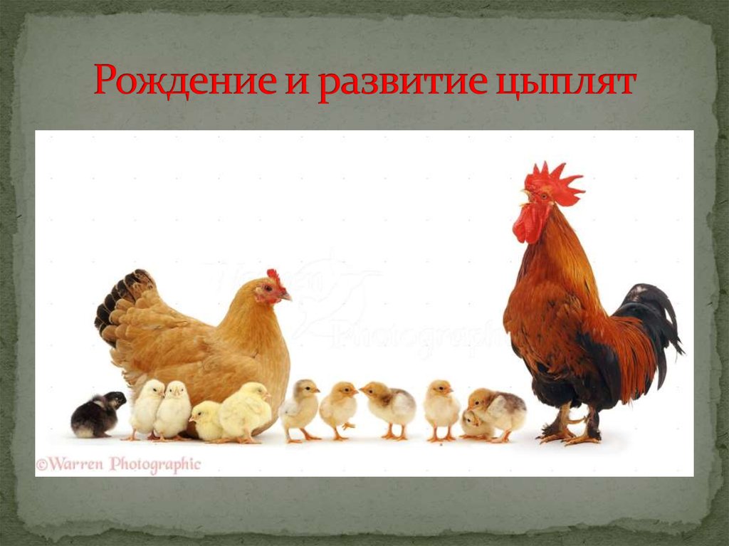 Рождение и развитие цыплят - презентация онлайн