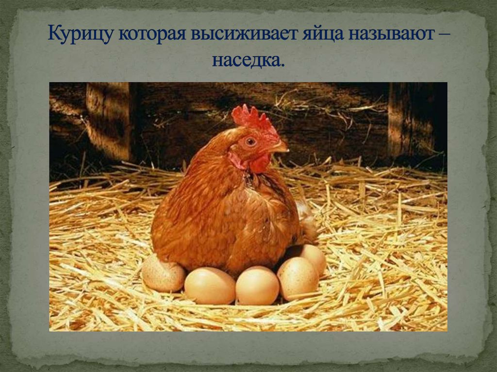 Курицу которая высиживает яйца называют – наседка.