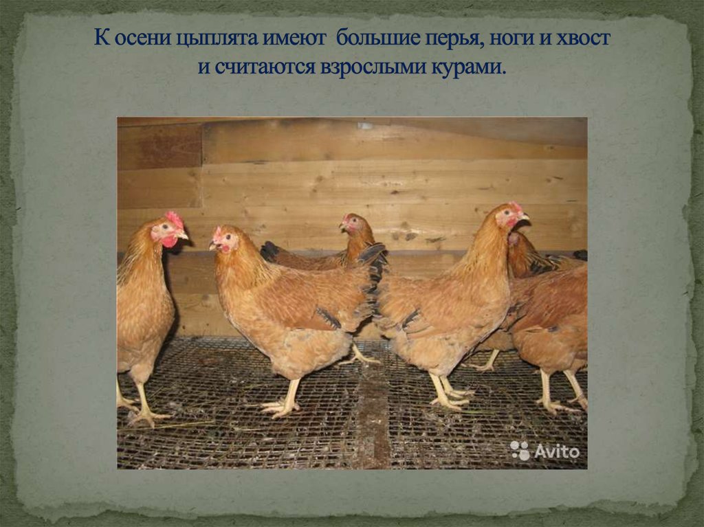 К осени цыплята имеют большие перья, ноги и хвост и считаются взрослыми курами.