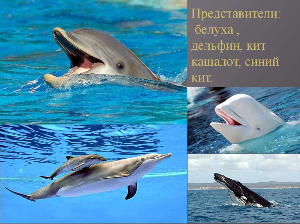 Дельфин относится к группе животных. Отряд китообразные (Cetacea). Отряд китообразные Дельфин. Китообразные представители дельфиновых. Млекопитающие китообразные с детьми.